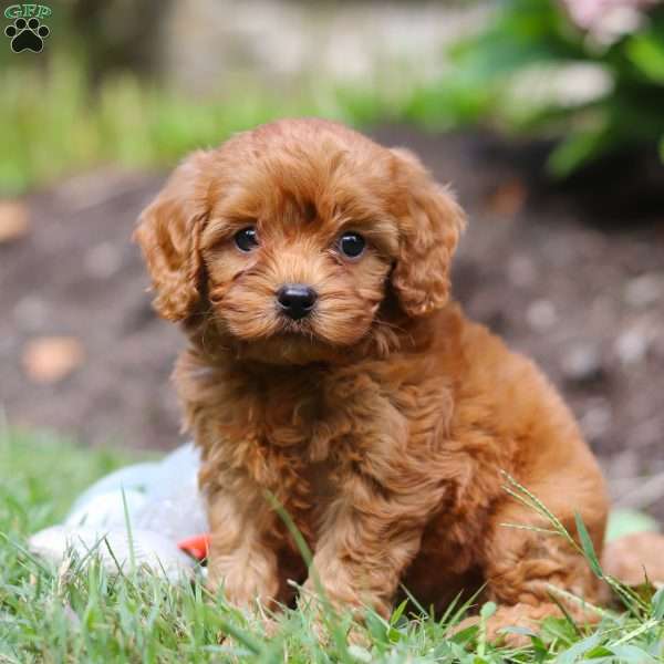 Drew, Cavapoo Puppy